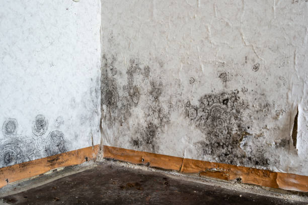 Best Certified Mold Removal  in Paradise Valley, AZ